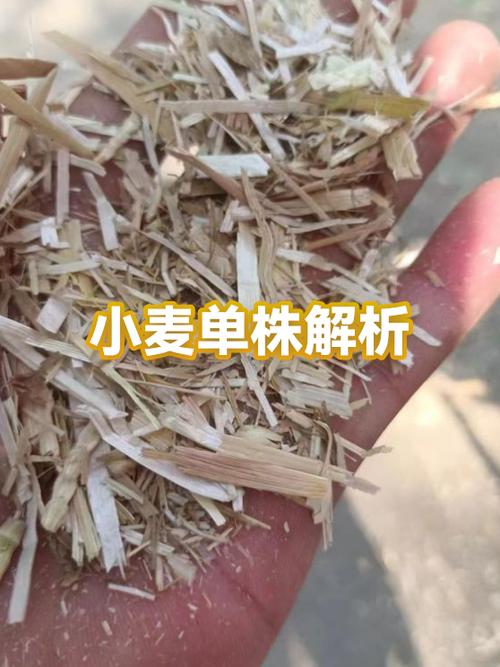 小麦的意义是什么