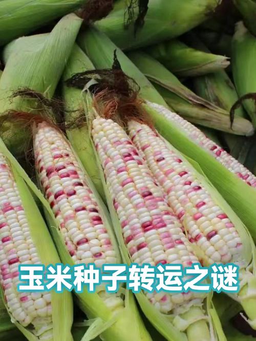 转运是转好运还是转坏运