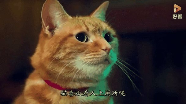 养了一只猫txt资源