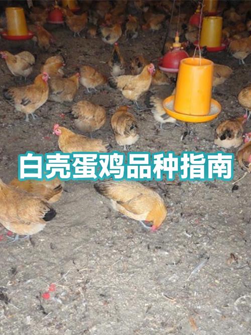 白色的鸡是什么品种