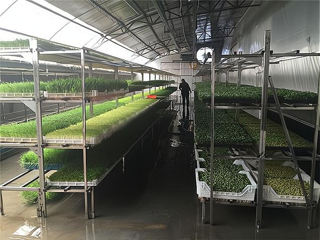 办理一个小型豆芽厂需要多少钱