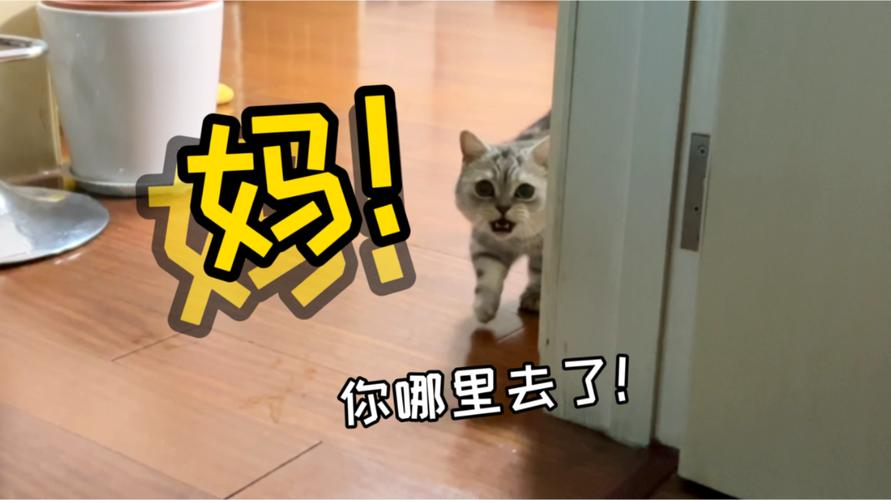 猫找不到主人会着急吗