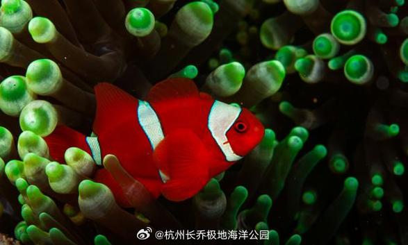 杭州长乔极地海洋公园