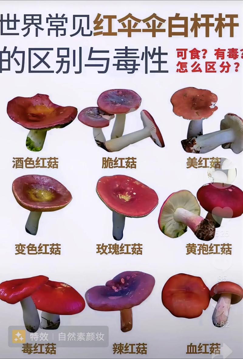 毒红菇识别技巧