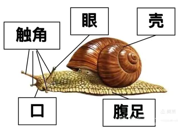 关于小蜗牛的知识