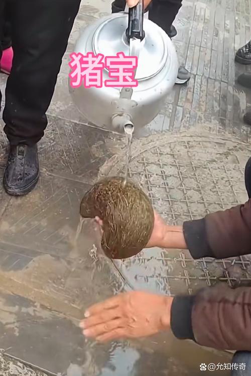 田园养猪场可以赚钱吗