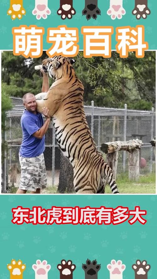 中央打掉最大的虎排名