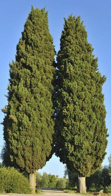 柏树图片缩略图