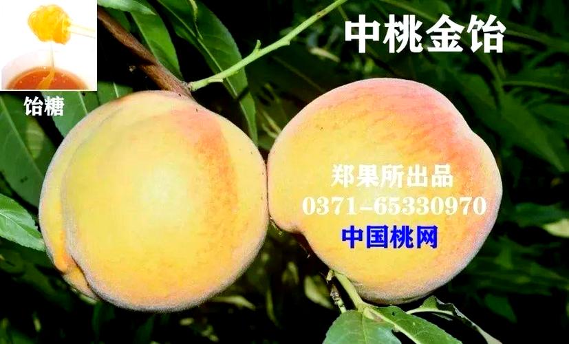 郑州桃树品种一览表