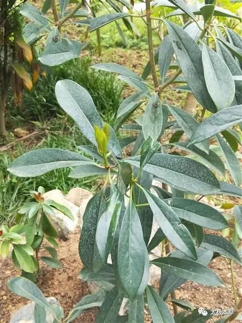 地娘皮是什么植物