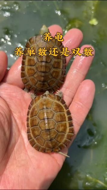 乌龟养单数还是双数好