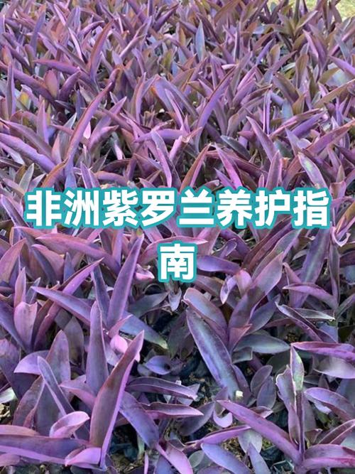 紫罗兰观看顺序指南