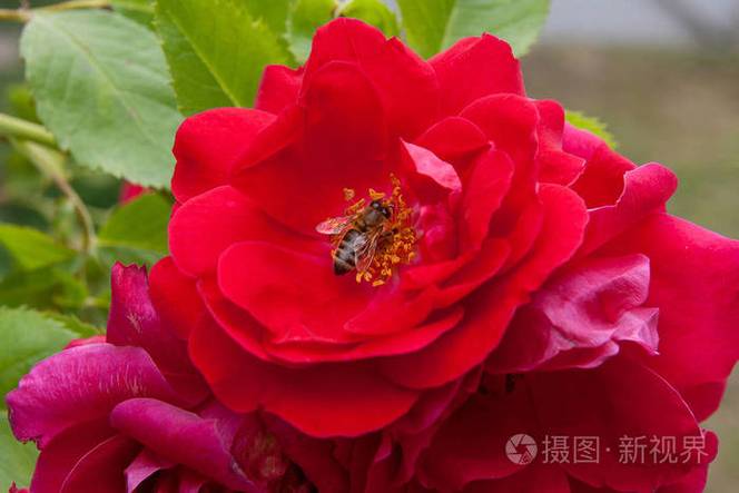 玫瑰花需要蜜蜂传播花粉吗