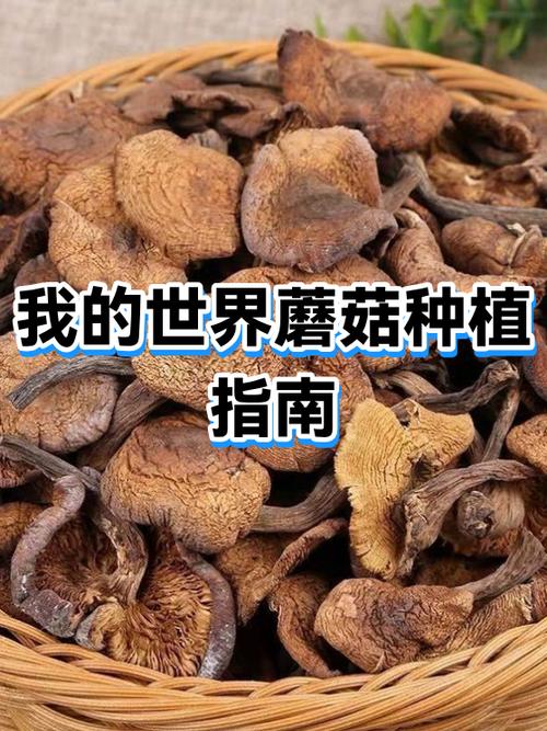 我的世界中蘑菇怎么种植