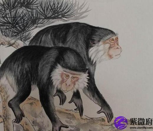2016年属猴是什么命