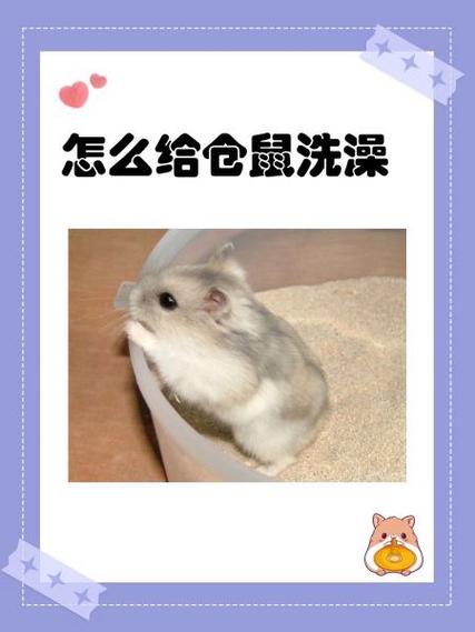 没有浴沙怎么给仓鼠洗澡