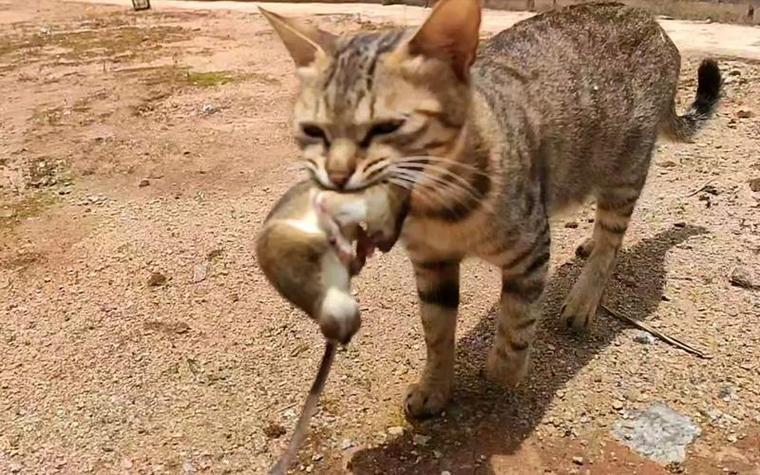 猫抓软件