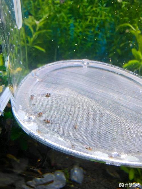 鼠鱼产卵了怎么孵化