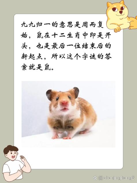 鼠边100%准确生肖是哪个