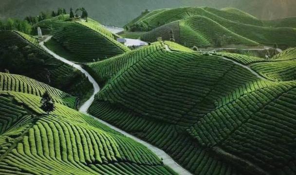 茶树