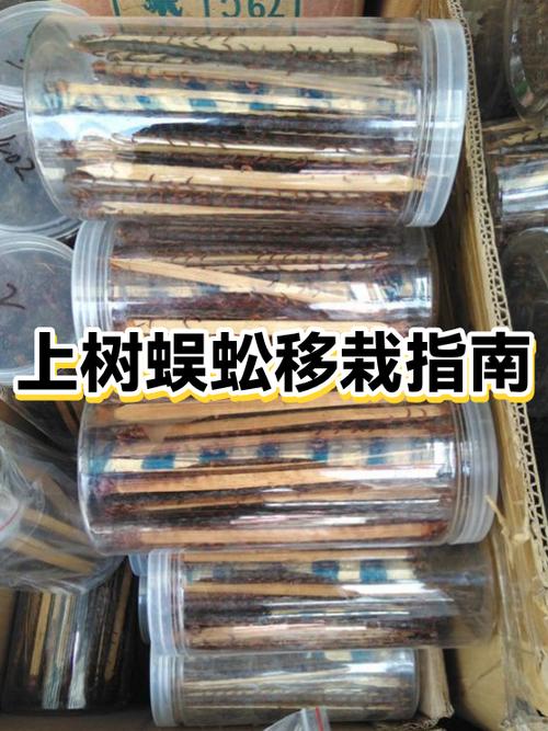 家里有蜈蚣引出来最快的方法