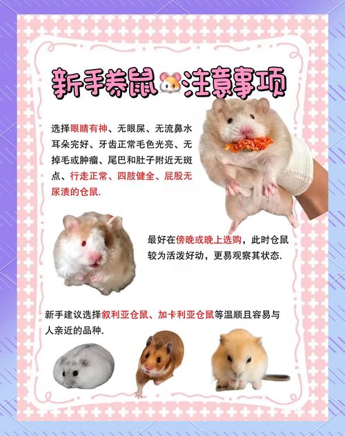 仓鼠皮破了怎么处理