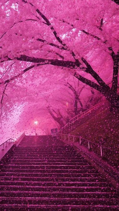梦幻星空樱花雨壁纸