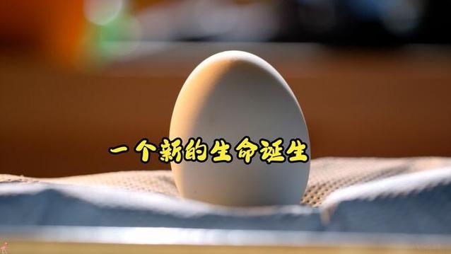 生命是怎么诞生的