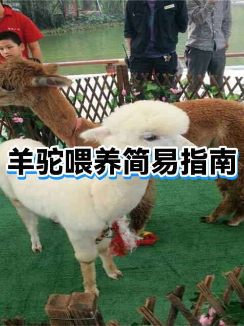 我的世界羊驼吃什么食物