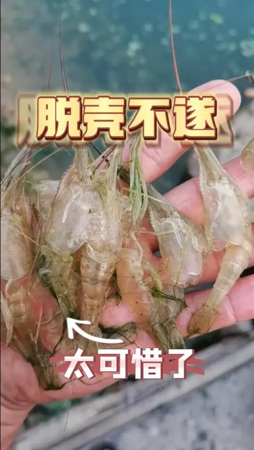水产速补100的利弊