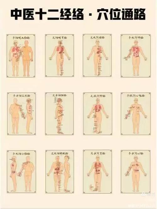 十二正经与奇经八脉动画缩略图