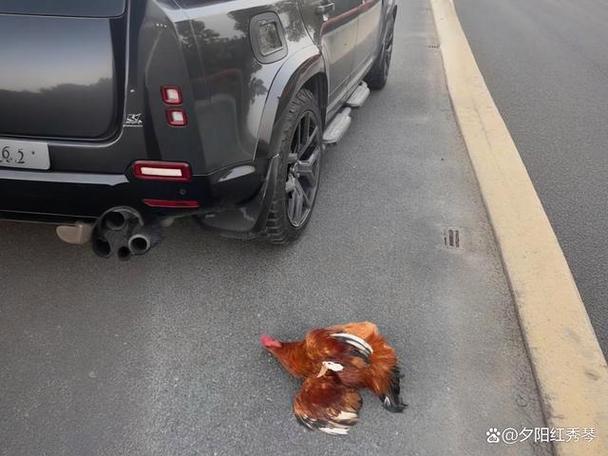 开车遇到鸡拦路