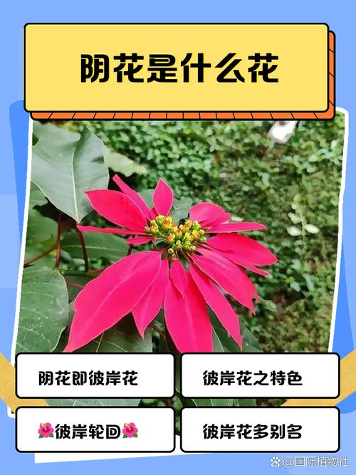阴阳花吃了会遇到什么问题