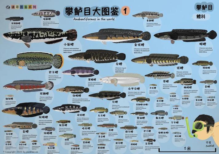 原神图鉴大全