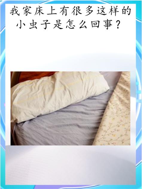酒店房间有虫子怎么办
