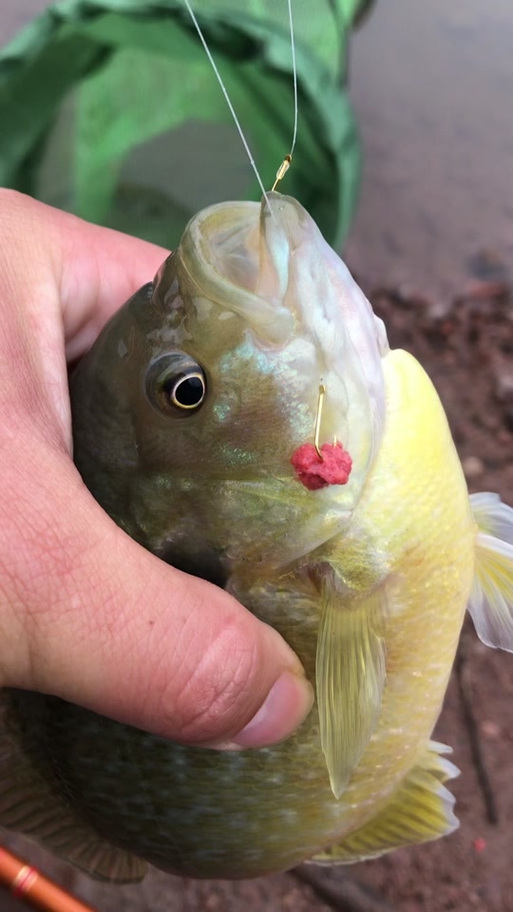 大镖客2传说蓝鳃太阳鱼用什么鱼饵
