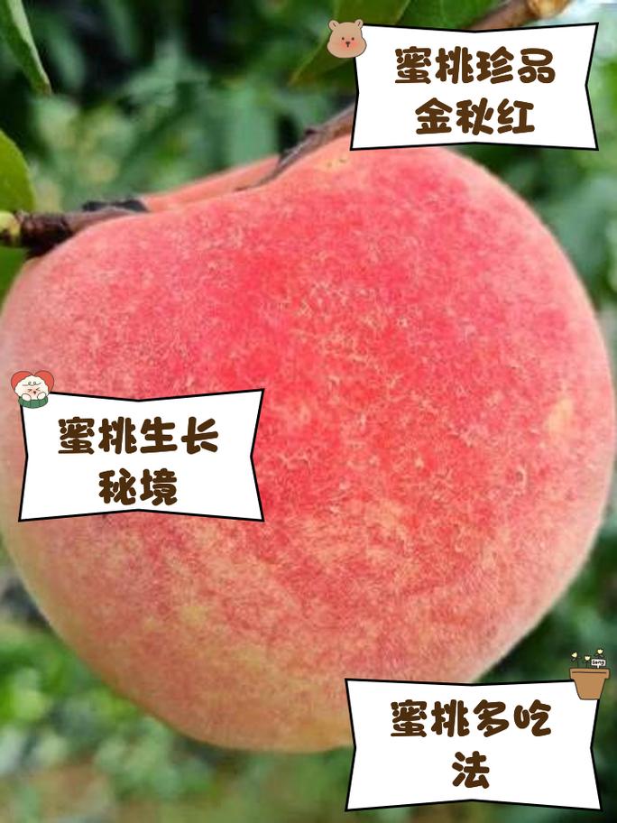 红色桃子品种游戏截图