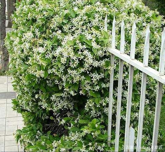 风车茉莉吉花还是凶花