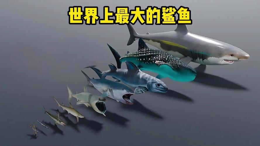 无敌无敌大的鲨鱼是什么鲨鱼