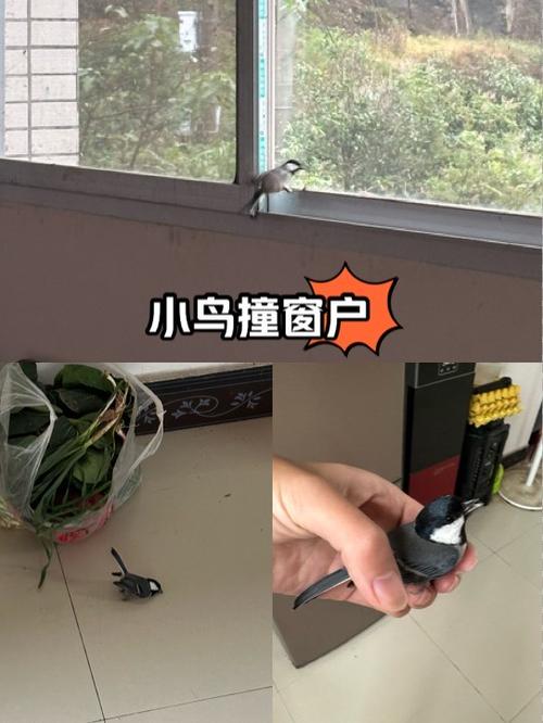 早上小鸟飞进卧室预示什么