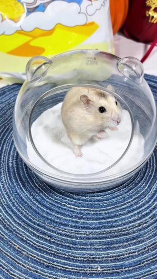 仓鼠洗澡的浴沙