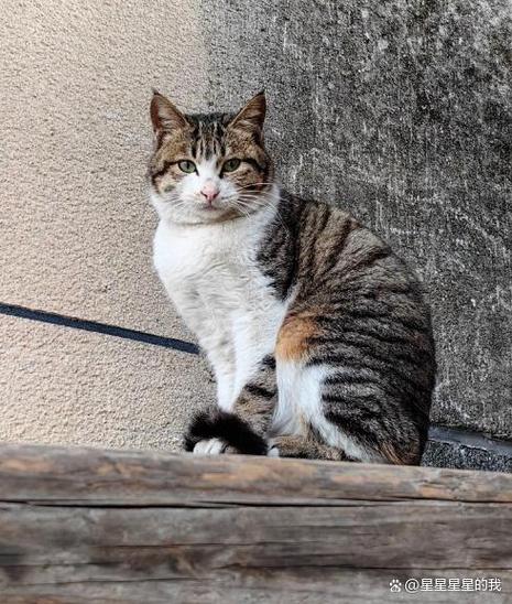土猫