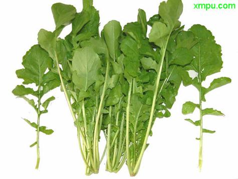 东北臭菜是什么菜