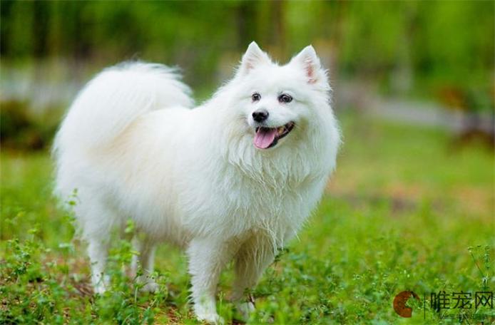日本银狐犬一只最少多少元