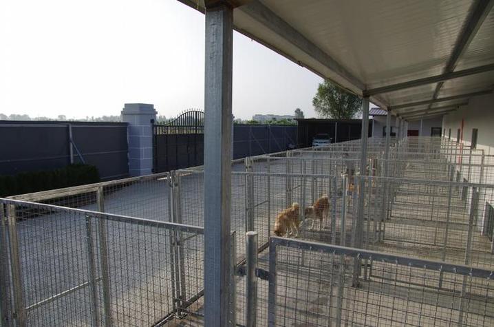 狗窝的建造图