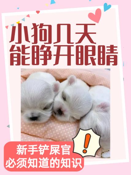 《睛天小狗》(不用实名)下载