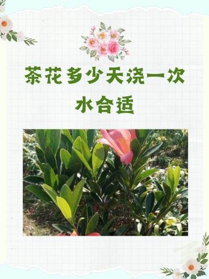 茶花多少天浇一次水合适