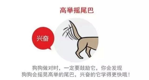 狗甩头甩尾巴什么意思