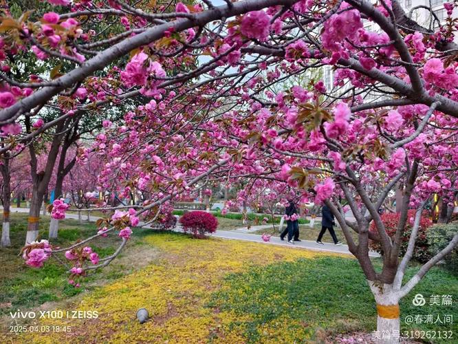 《又是一年樱花开》