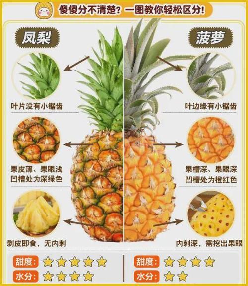 菠萝就是凤梨吗它们到底有啥区别